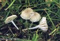 Hemimycena mairei-amf2015